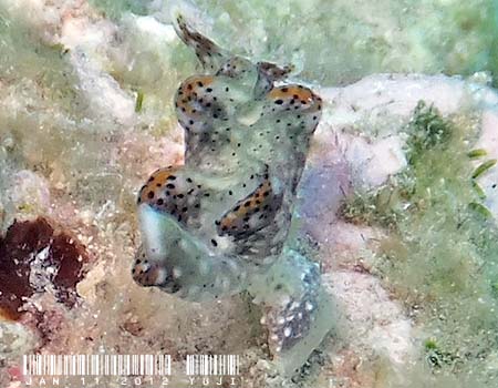 �e���e���R�m�n�~�h���K�C Elysia sp.