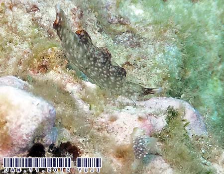 �e���e���R�m�n�~�h���K�C Elysia sp.