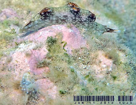 �e���e���R�m�n�~�h���K�C Elysia sp.