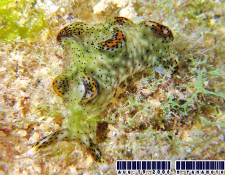 �e���e���R�m�n�~�h���K�C Elysia sp.