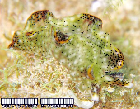 �e���e���R�m�n�~�h���K�C Elysia sp.