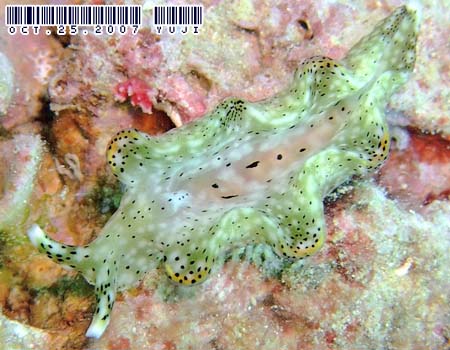 �e���e���R�m�n�~�h���K�C Elysia sp.