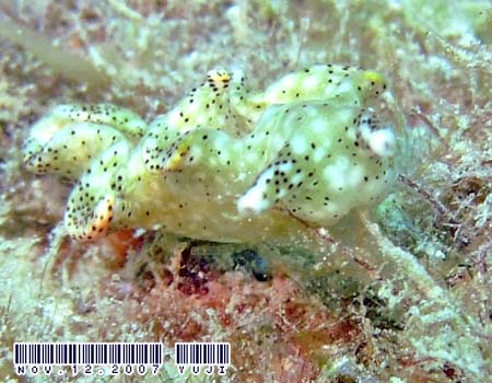 �e���e���R�m�n�~�h���K�C Elysia sp.