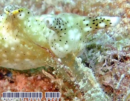 �e���e���R�m�n�~�h���K�C Elysia sp.