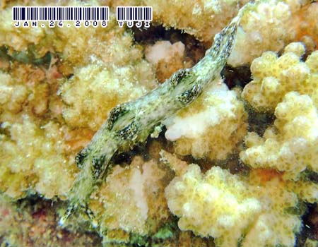 �e���e���R�m�n�~�h���K�C Elysia sp.