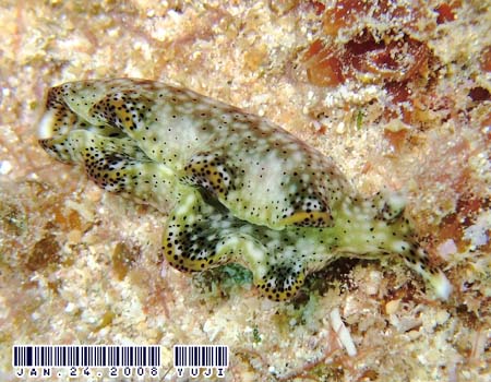 �e���e���R�m�n�~�h���K�C Elysia sp.