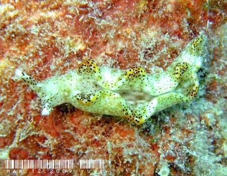 �e���e���R�m�n�~�h���K�C Elysia sp.