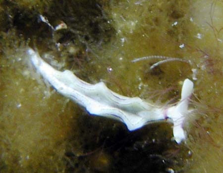 �S�N���N�~�h���K�C�Ȃ̂P�� Elysia sp.14