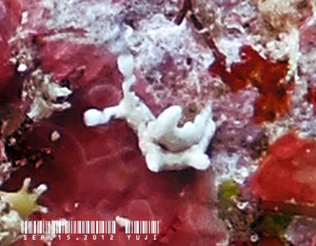 �S�N���N�~�h���K�C�Ȃ̂P�� Elysia sp.14