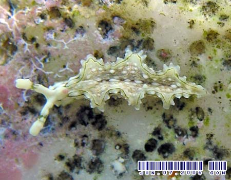 �S�N���N�~�h���K�C���̂P�� Elysia sp.15