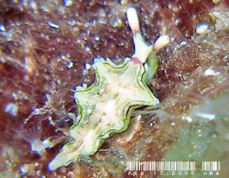 �S�N���N�~�h���K�C���̂P�� Elysia sp.15