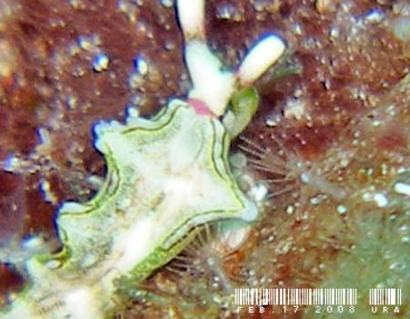 �S�N���N�~�h���K�C���̂P�� Elysia sp.15