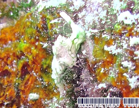 �S�N���N�~�h���K�C���̂P�� Elysia sp.15