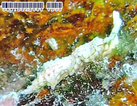 �S�N���N�~�h���K�C���̂P�� Elysia sp.15