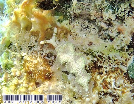 �S�N���N�~�h���K�C���̂P�� Elysia sp.15