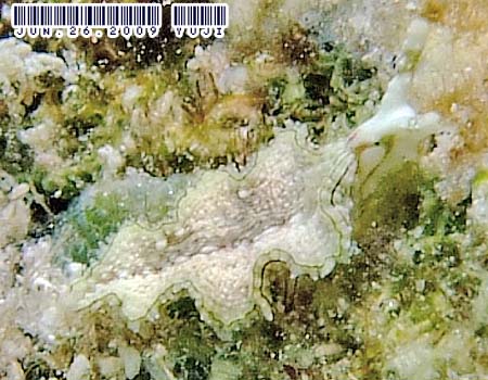 �S�N���N�~�h���K�C���̂P�� Elysia sp.15