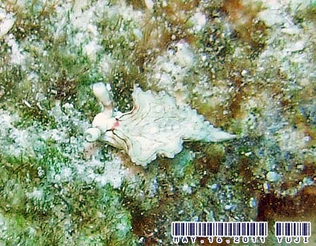 �S�N���N�~�h���K�C���̂P�� Elysia sp.15