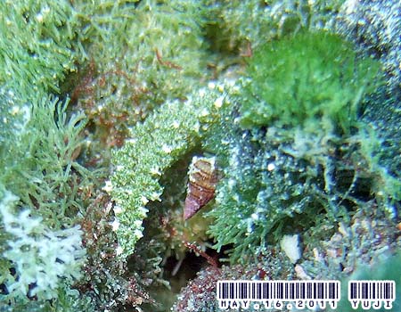 �V���X�W�~�h���K�C Elysia sp. 4