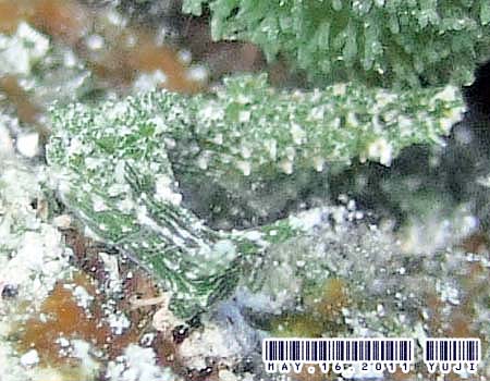 �V���X�W�~�h���K�C Elysia sp. 4