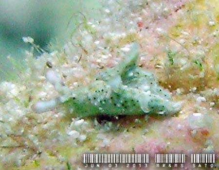 �L�t�`�~�h���K�C Elysia sp. 5