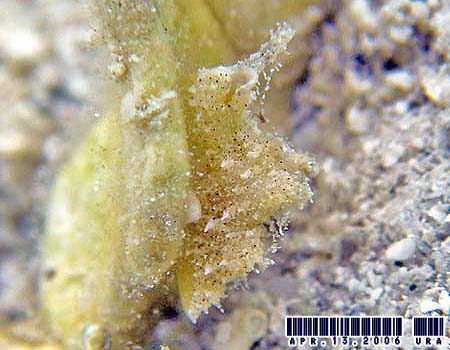 �G���V�A�E�g�����g�T�̂P�� Elysia cf. tomentosa