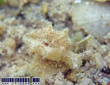 �G���V�A�E�g�����g�T�̂P�� Elysia cf. tomentosa