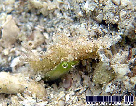 �G���V�A�E�g�����g�T�̂P�� Elysia cf. tomentosa