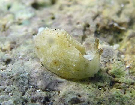 �q���~���~�h���K�C Elysia trisinuata