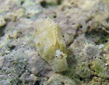 �q���~���~�h���K�C Elysia trisinuata