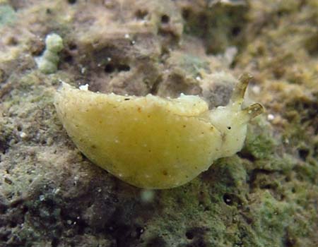 �q���~���~�h���K�C Elysia trisinuata