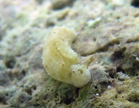 �q���~���~�h���K�C Elysia trisinuata