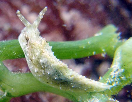 �q���~���~�h���K�C Elysia trisinuata