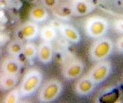 �`�h���~�h���K�CPlakobranchus ocellatus