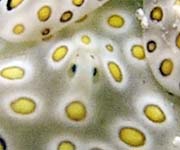 �`�h���~�h���K�CPlakobranchus ocellatus