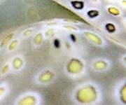 �`�h���~�h���K�CPlakobranchus ocellatus