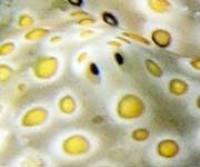 �`�h���~�h���K�CPlakobranchus ocellatus