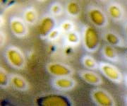 �`�h���~�h���K�CPlakobranchus ocellatus