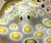 �`�h���~�h���K�CPlakobranchus ocellatus