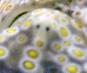 �`�h���~�h���K�CPlakobranchus ocellatus