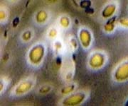 �`�h���~�h���K�CPlakobranchus ocellatus