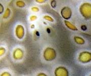 �`�h���~�h���K�CPlakobranchus ocellatus