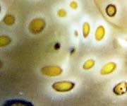 �`�h���~�h���K�CPlakobranchus ocellatus