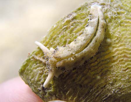 �`�h���~�h���K�CPlakobranchus ocellatus