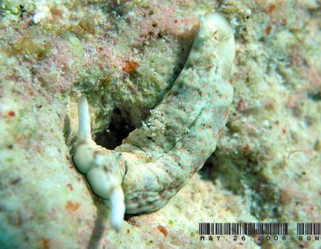 �`�h���~�h���K�CPlakobranchus ocellatus