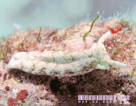 �`�h���~�h���K�CPlakobranchus ocellatus