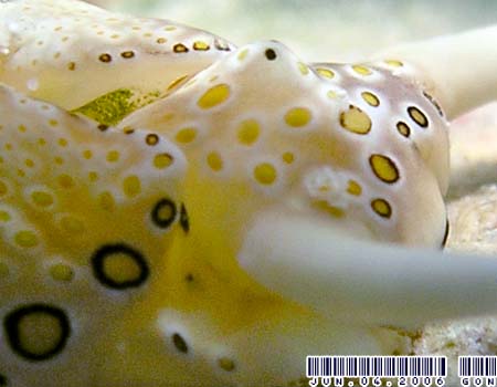 �`�h���~�h���K�CPlakobranchus ocellatus