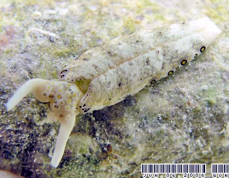 �`�h���~�h���K�CPlakobranchus ocellatus
