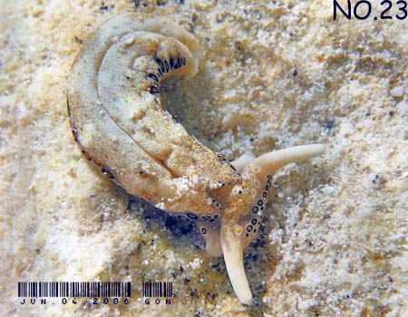 �`�h���~�h���K�CPlakobranchus ocellatus