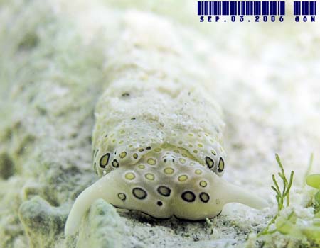 �`�h���~�h���K�CPlakobranchus ocellatus