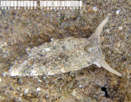 �`�h���~�h���K�CPlakobranchus ocellatus